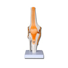 Knee joint