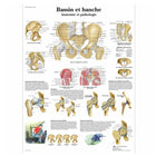 Tavola anatomica - Bacino e anca - Anatomia e patologia - 3B Scientific