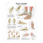 Tavola anatomica - Piede e caviglie - Anatomia e patologia
