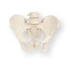 Scheletro pelvico, maschile - Anatomia e patologia